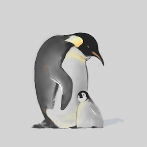 Penguin Drawing